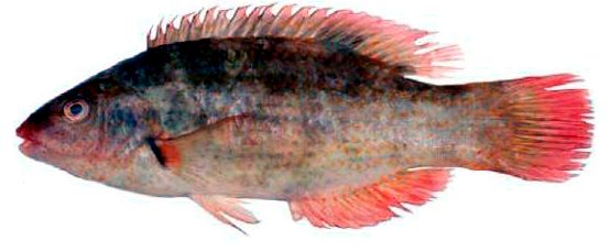 Symphodus bailloni_0002